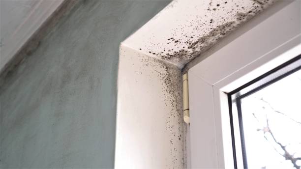 Best Bathroom Mold Remediation in Woodland Hills, UT