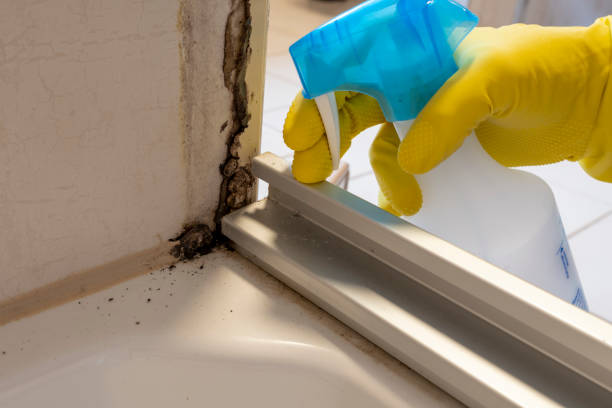 Best Post-Flood Mold Remediation in Woodland Hills, UT