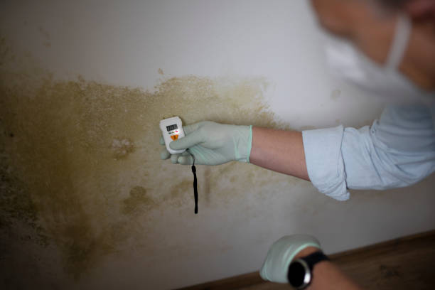 Best Localized Mold Remediation (e.g., coastal areas, humid climates) in Woodland Hills, UT