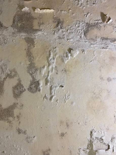 Best Basement Mold Remediation in Woodland Hills, UT