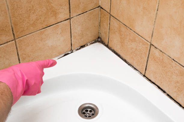 Best Commercial Mold Remediation in Woodland Hills, UT